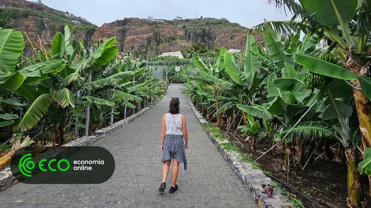 Produção de banana na Madeira aumenta mas apoio recua