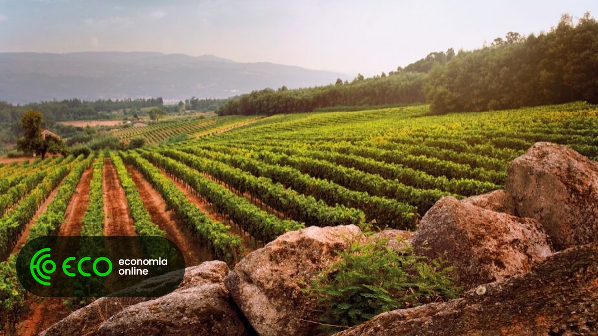 Produção de vinho vai aumentar 12%. Douro ‘destrona’ Lisboa
